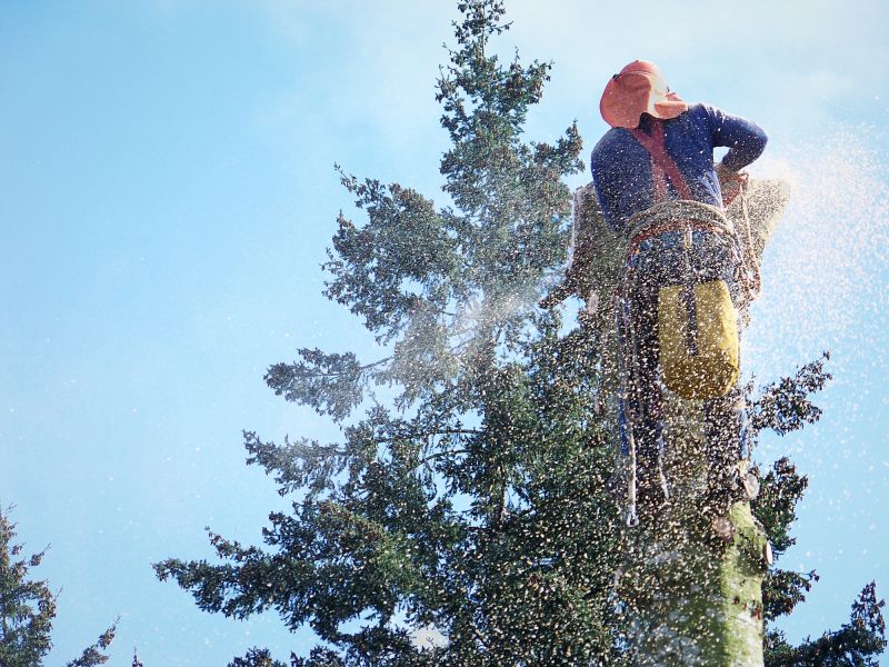 Top Rated Products for Tree Removal