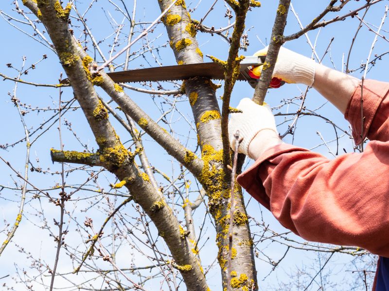Birch Tree Removal