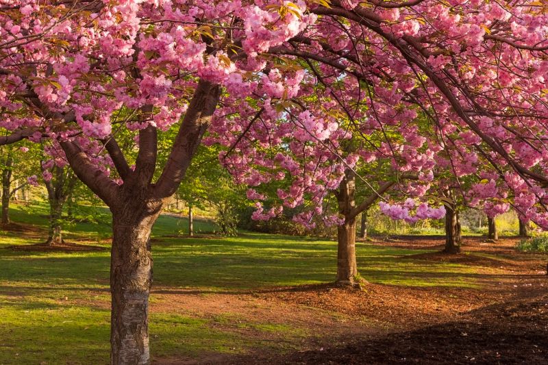 Cherry Tree Removal