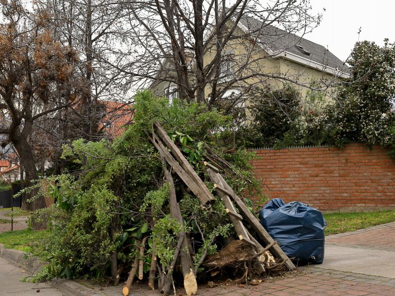 Dogwood Tree Removal