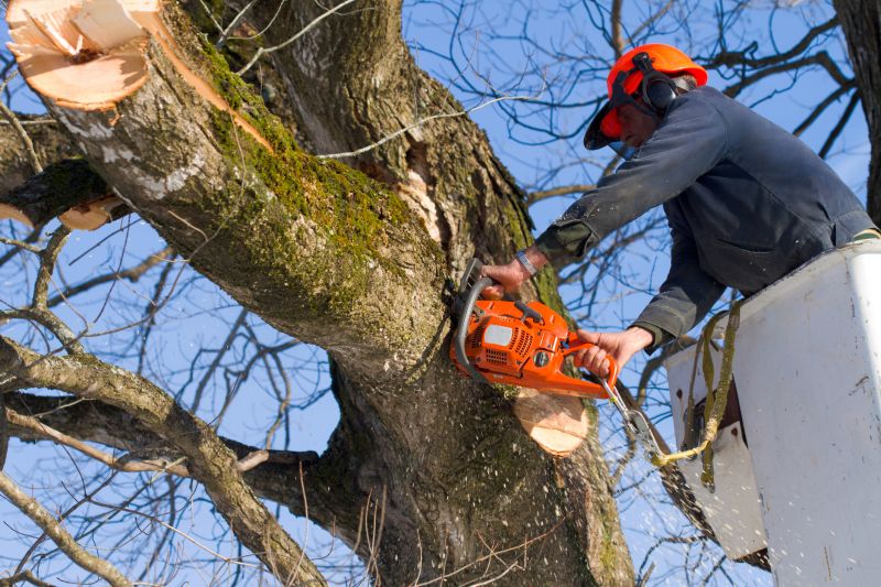 Fallen Tree Removal Process