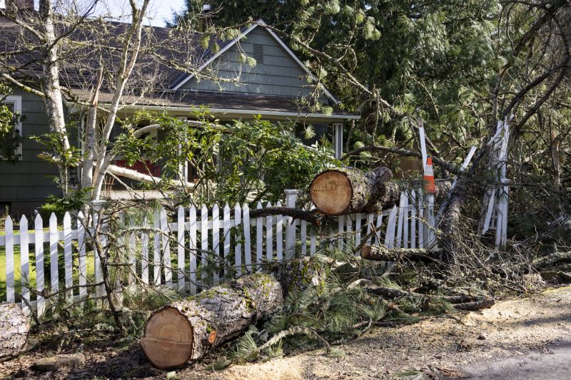 Dead Tree Removal detail