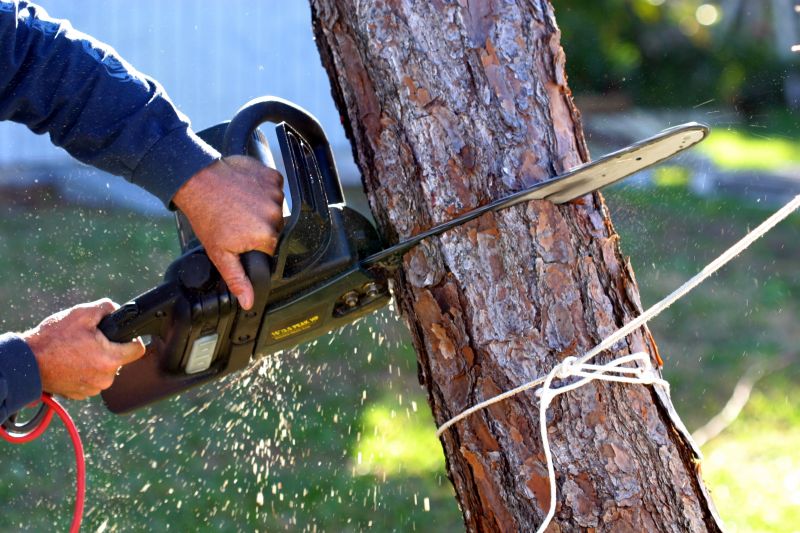 Dead Tree Removal detail