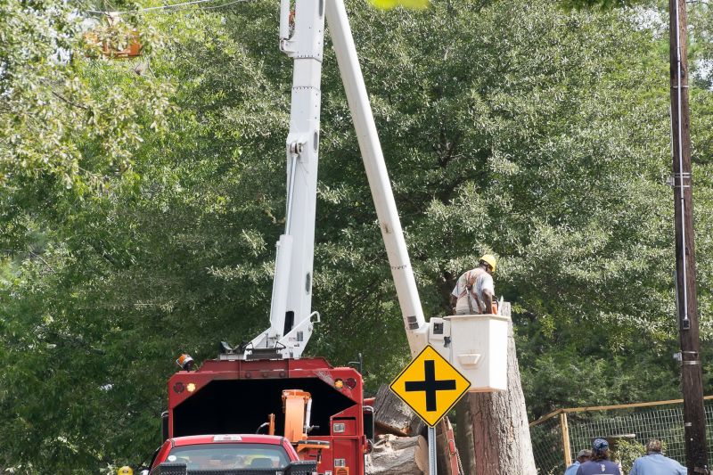 Dead Tree Removal detail