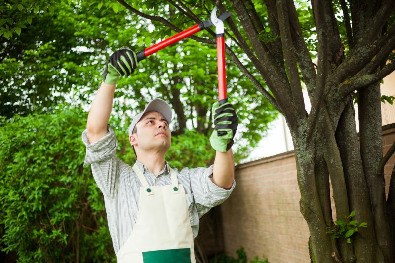Mimosa Tree Removal
