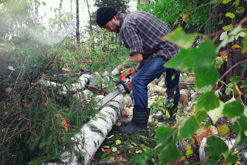 Spruce Tree Removal