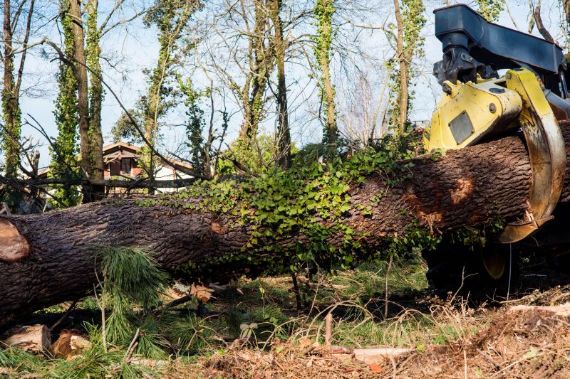 Tree Removal Equipment