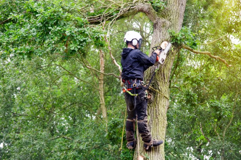 Tree Cutting Process