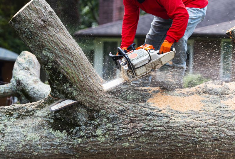 Completed Tree Removals