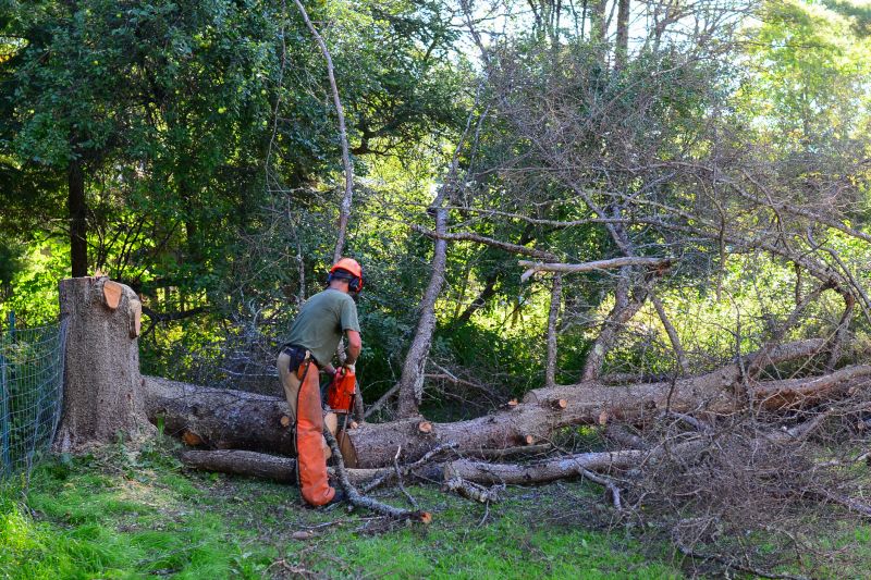 Tree Removal in Winter