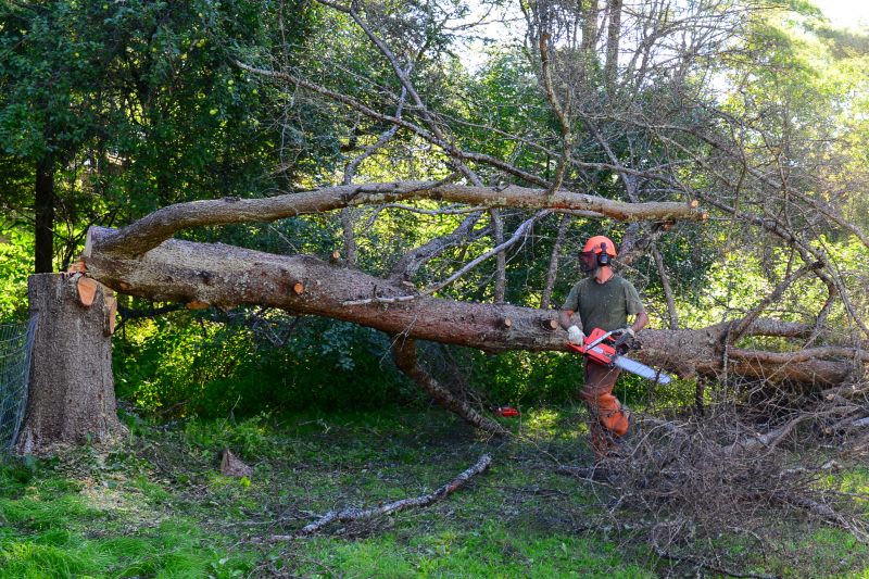 Dormant Tree Removal