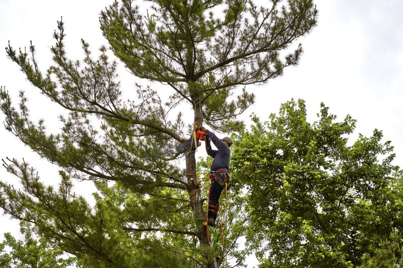 Before Tree Removal