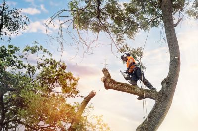 Who Does Tree Removals
