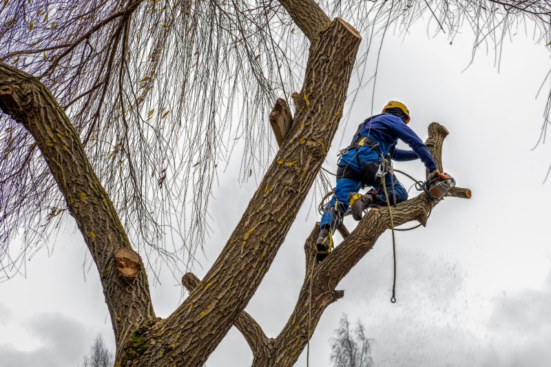 Who Does Tree Removals