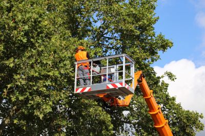 Who Does Tree Removals
