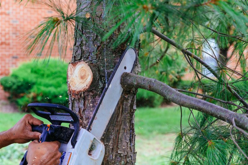 Who Does Tree Removals