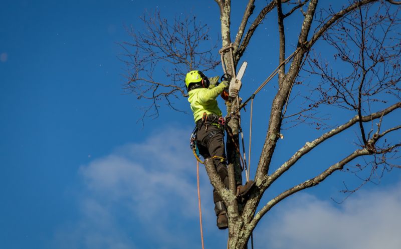 Who Does Tree Removals