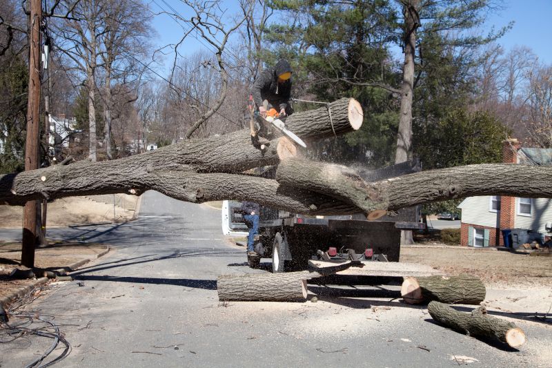 Who Does Tree Removals