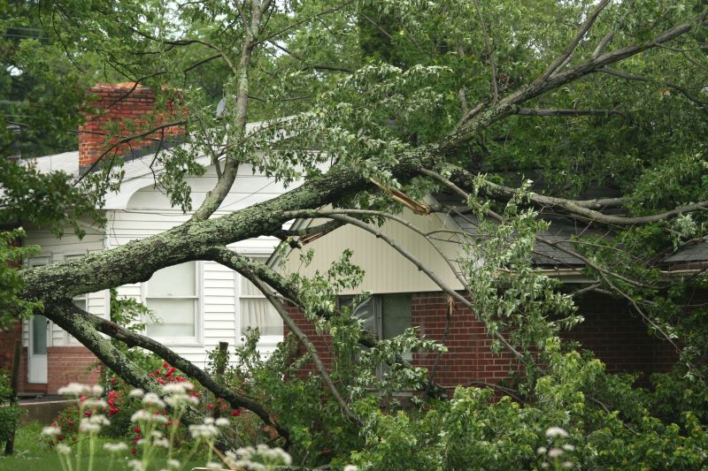 Who Does Tree Removals